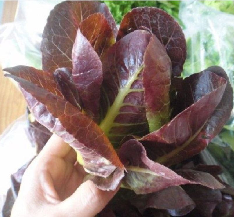 Hạt giống xà lách romaine đỏ - 0,2gr/gói