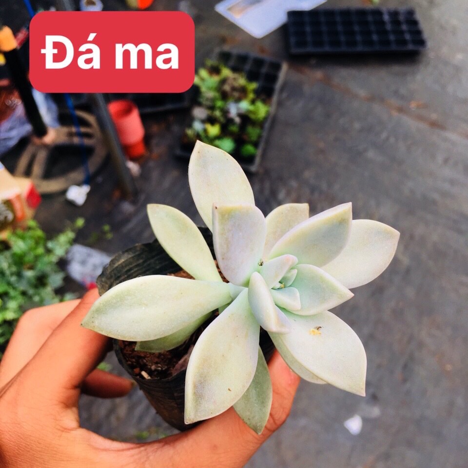 Sen đá đá ma