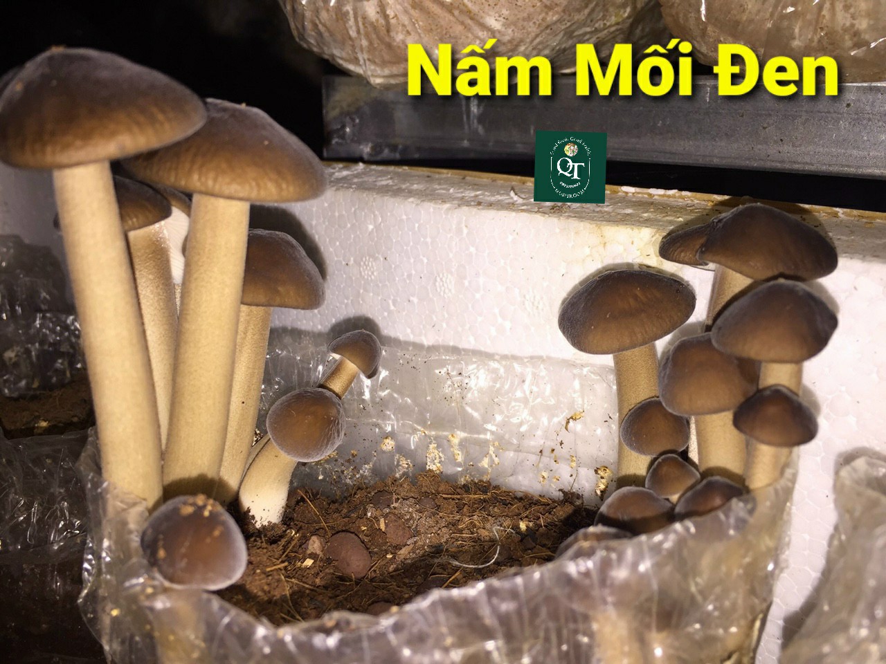 Phôi Nấm Mối Đen (1 kiện hàng 3 bịch ) Có Mụn Dừa Đủ Trồng
