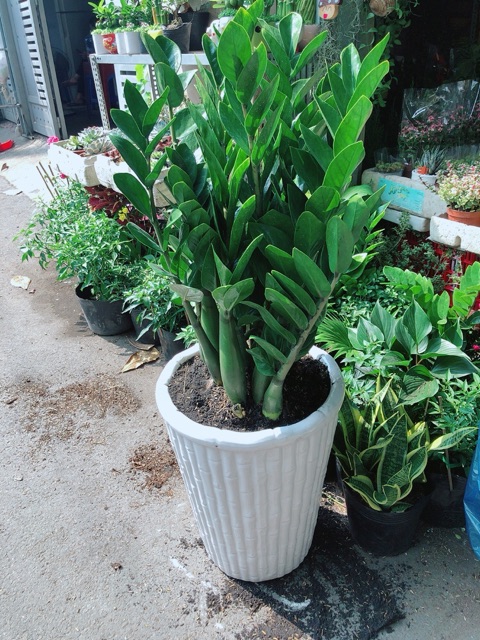 [HCM]Chậu Cây Kim Tiền Size Đại Cao 1m1
