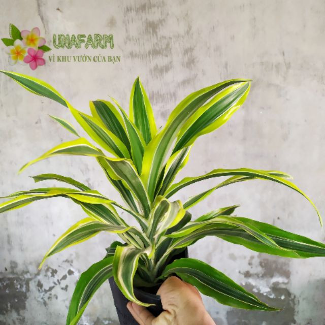 [Cây phong thủy] Phát Tài Mỹ - CayGiongTot