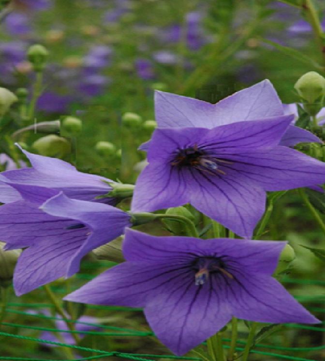"Gói 50 "Hạt giống cát cánh ( CÂY DƯỢC LIỆU ) [Seeds]