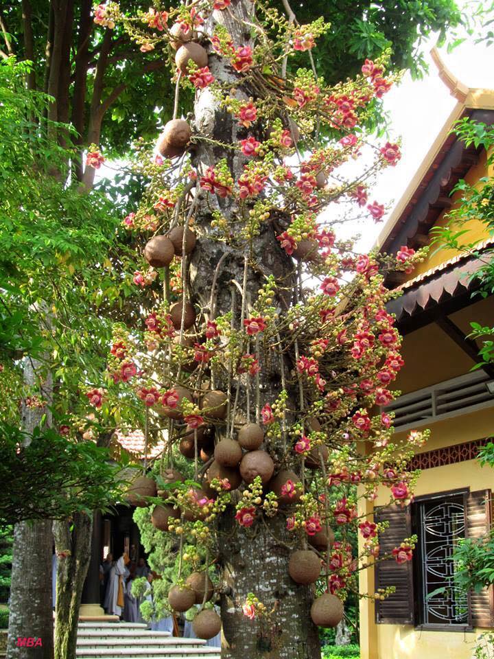 cây sala ấn độ giống