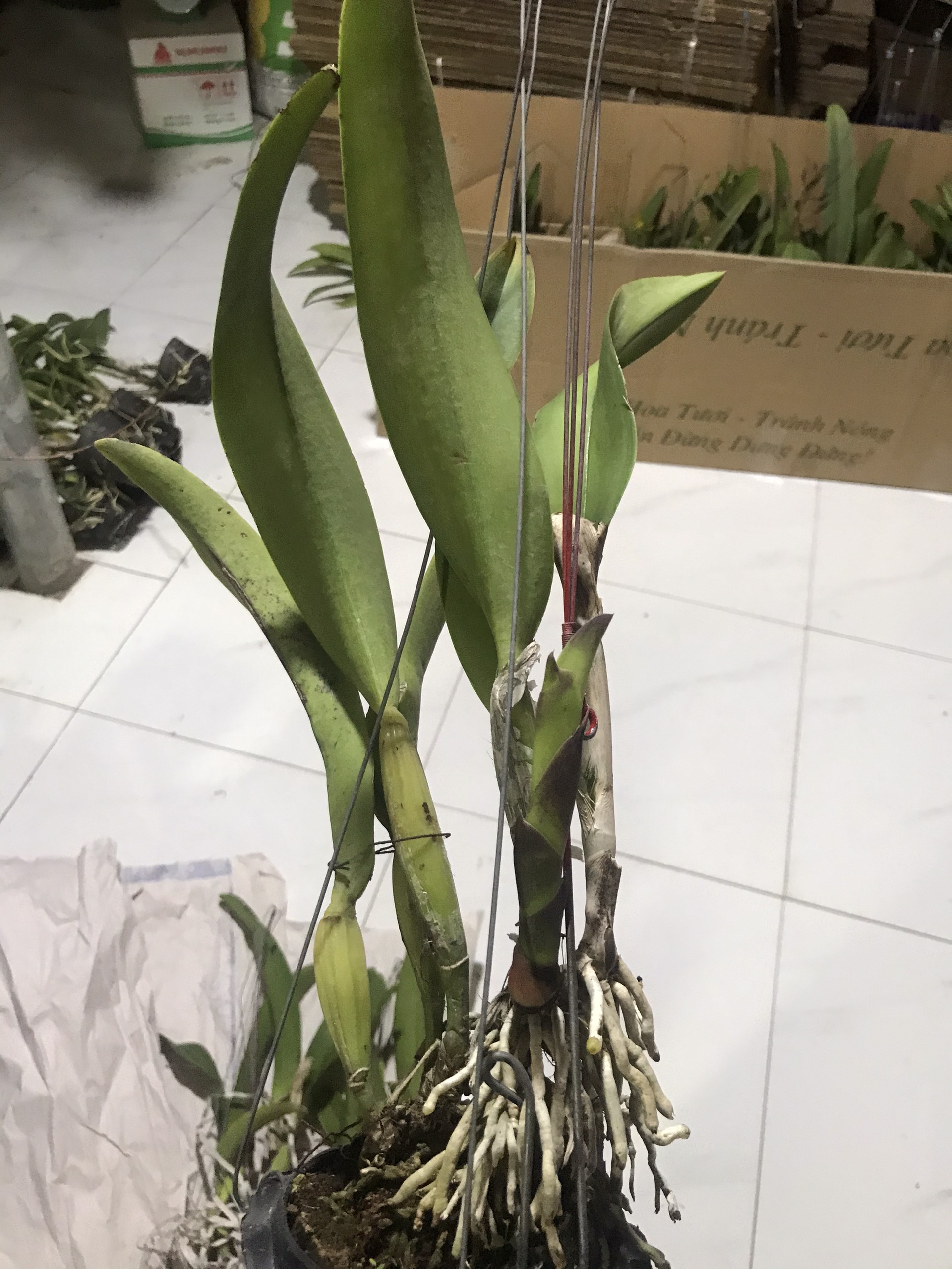 Catt hắc tùng đỏ cây trưởng thành