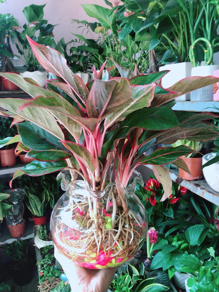 [HCM]Chậu Phú Quý Thuỷ Sinh (cao 40cm tán rộng 40cm)