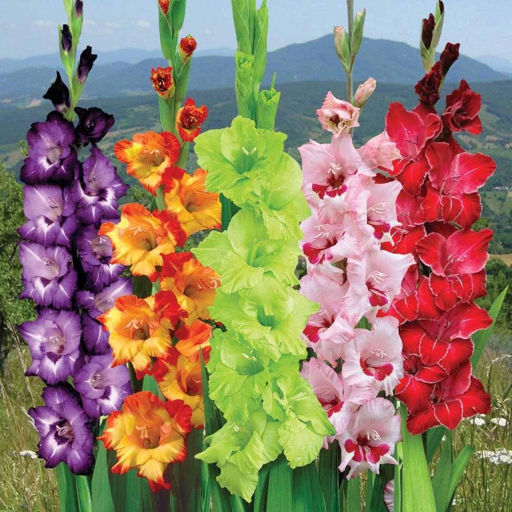Combo 5 củ hoa củ giống layon củ báo trồng khoẻ lên nhanh