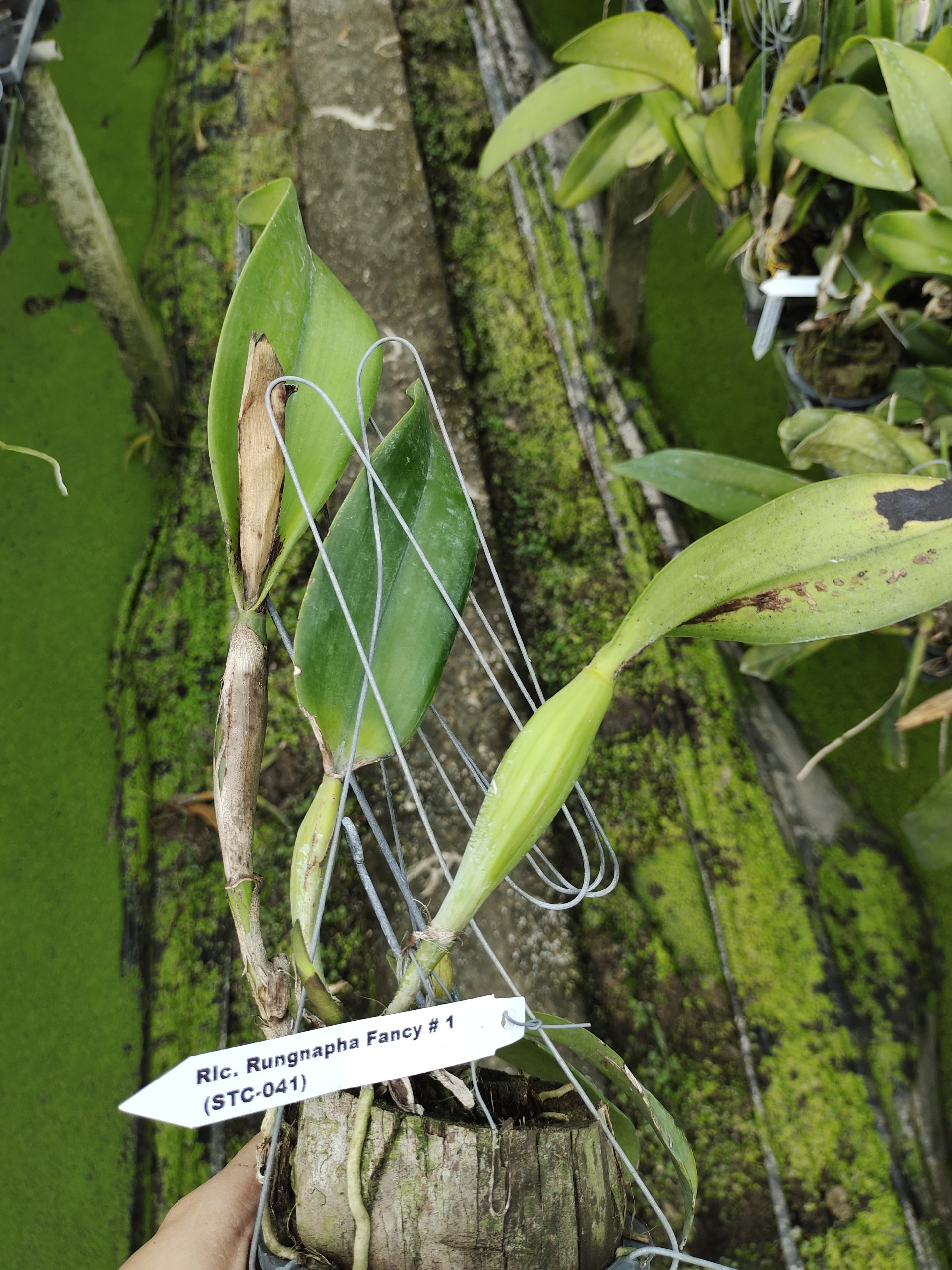 Hoa lan Cattleya Rungnapha