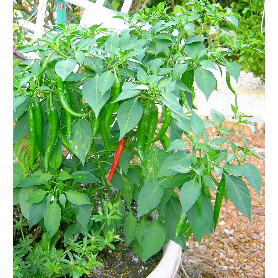 Hạt giống ớt đậu đũa sung dài