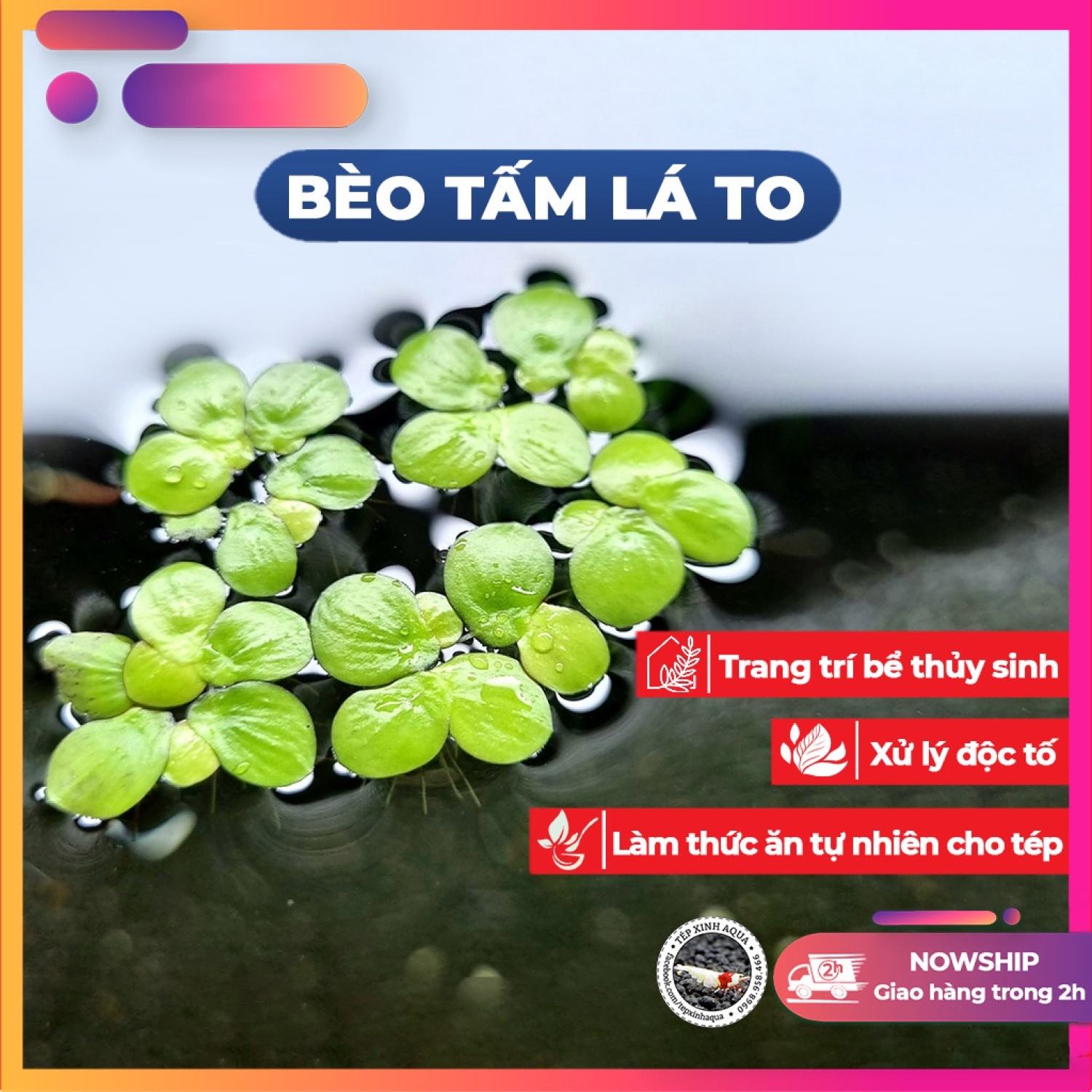 Bèo Thủy sinh - Bèo tấm - Size lá to tím [Tép Xinh Aqua]