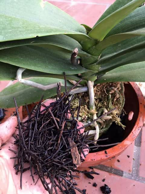 Dớn Cọng Trồng Lan