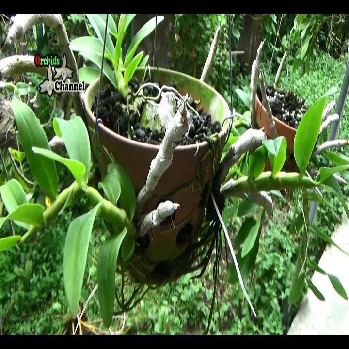 Hoa lan - trầm tím lào (cây cao 25cm, khỏe, bộ đẹp)
