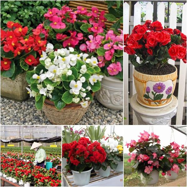 [Sale off]  Combo 3 gói Hạt giống hoa thu hải đường kép
