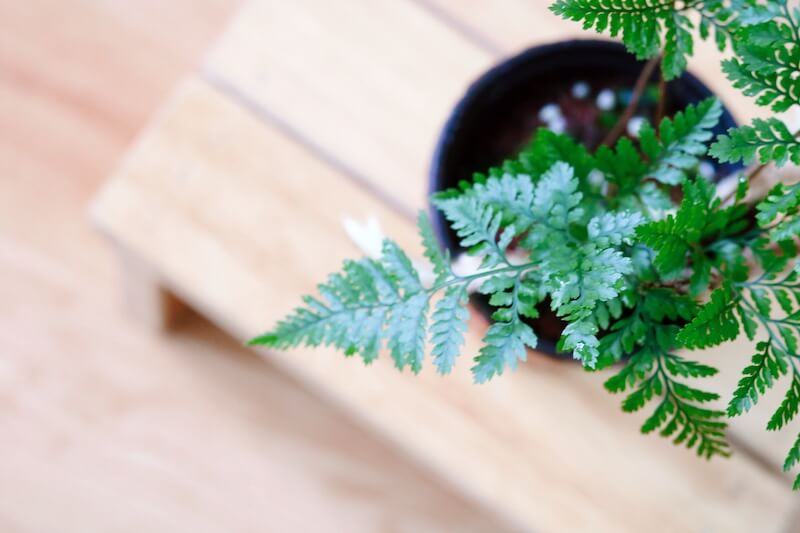 Chậu cây Davallia tyermanii (Rabbit Foot’s Fern) – Dương Xỉ Chân Thỏ
