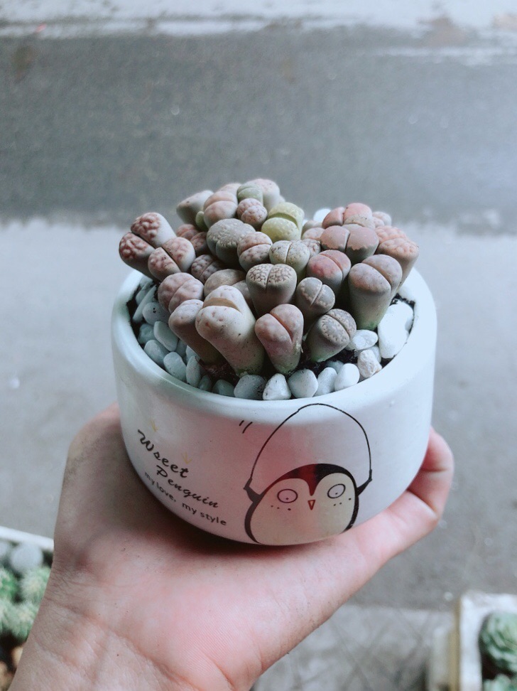 Chậu Cây Thạch Lan (lipthop- hoa sỏi)