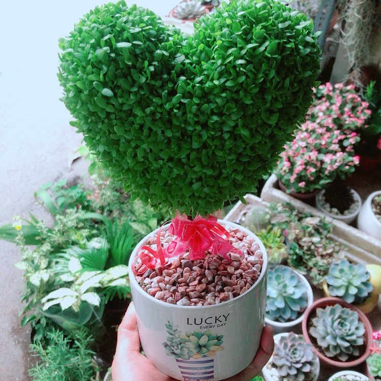 Chậu cây may mắn trái tim