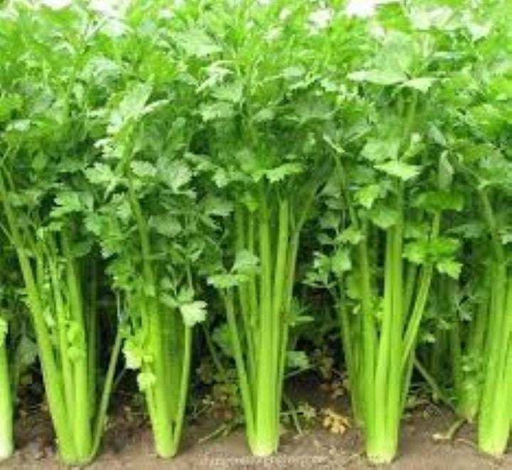 Gói 5gr hạt giống rau cần tây