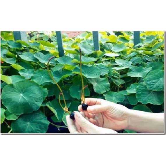 10 Hạt Giống Hoa Sen Nhật Mini Mix