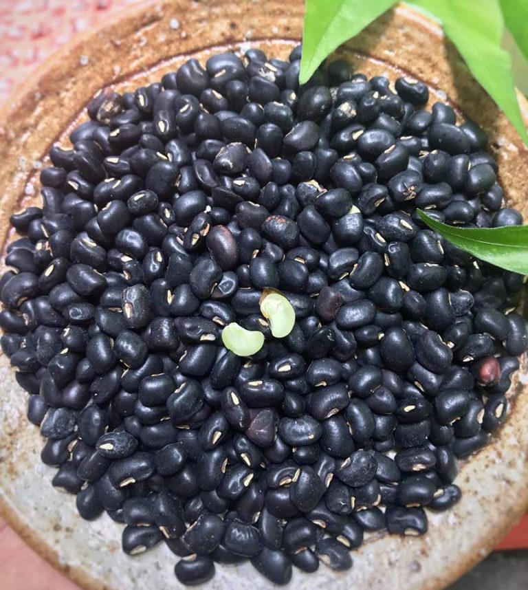 HCM Hạt đậu đen (đỗ đen xanh lòng) hạt nhỏ Túi 1kg