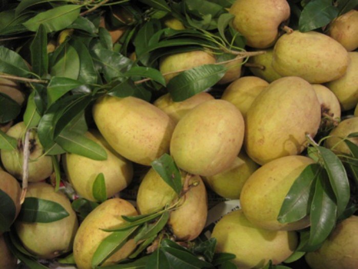 CÂY GIỐNG HỒNG XIÊM XOÀI