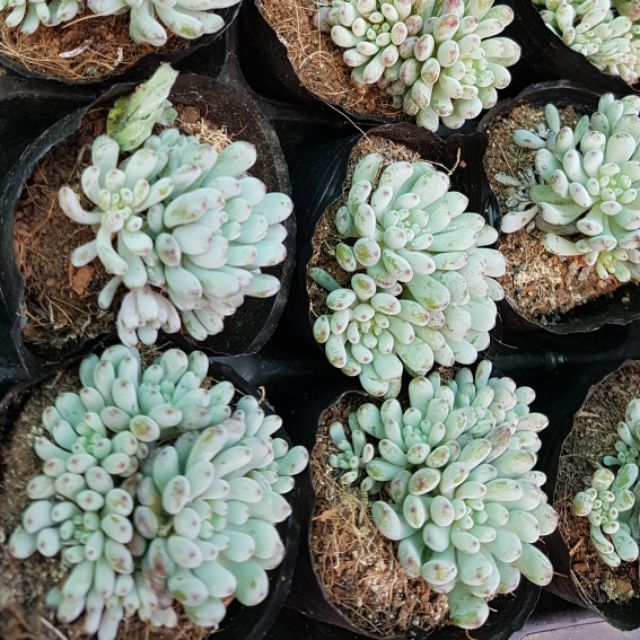 sen đá Trứng cá