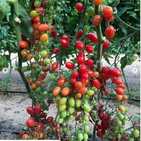 HẠT CÀ CHUA CHERRY ( gói 40 hạt)