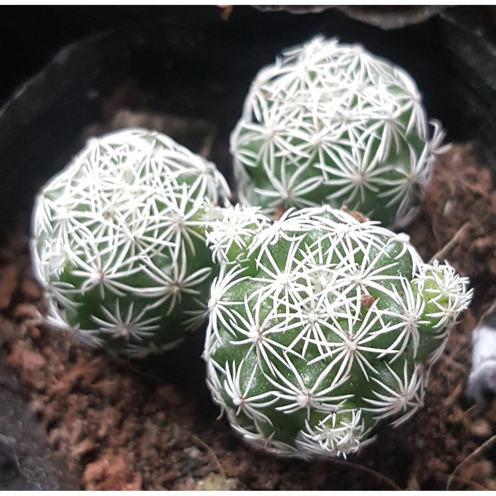 xương rồng trứng chim