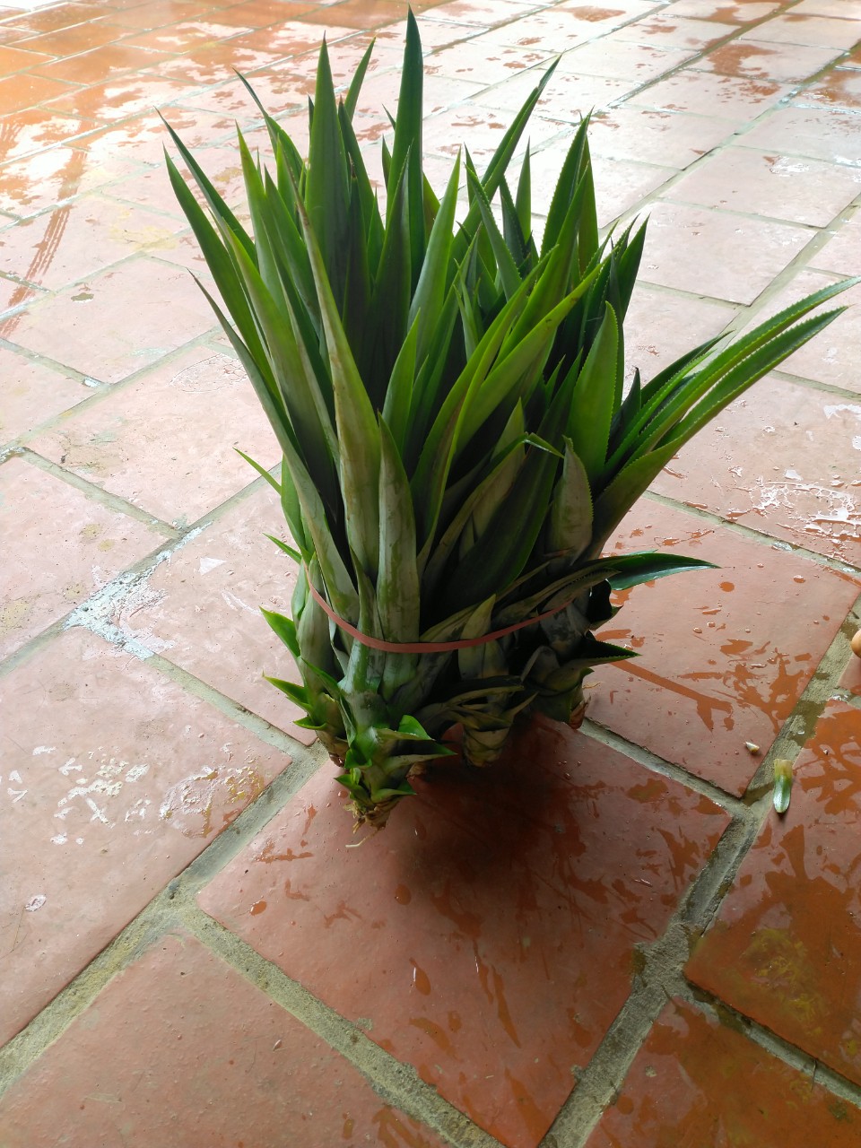 Giống Dứa, Khóm, Thơm Mật MD2