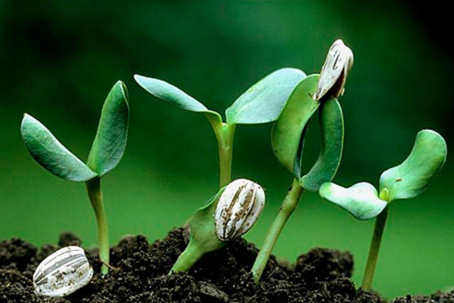 Hạt giống hướng dương lùn 30 hạt