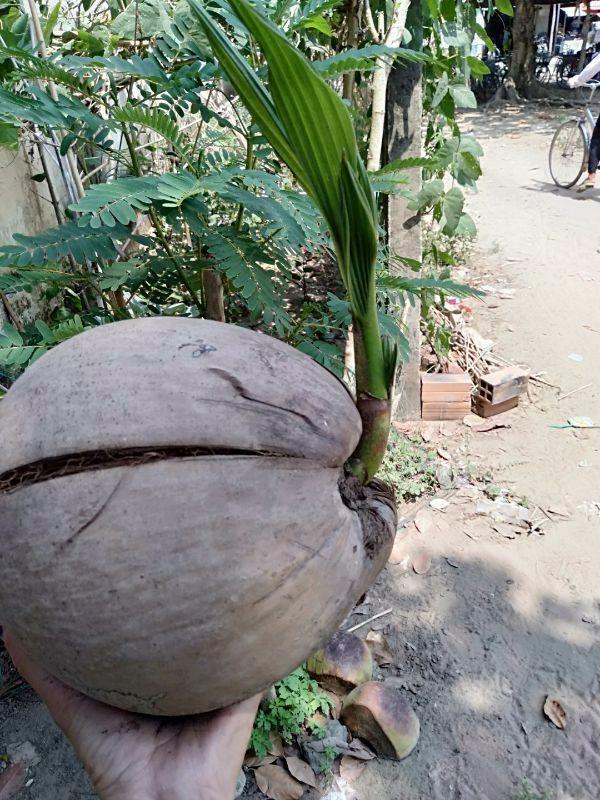 CÂY GIỐNG DỪA SÁP ĐẶC RUỘT