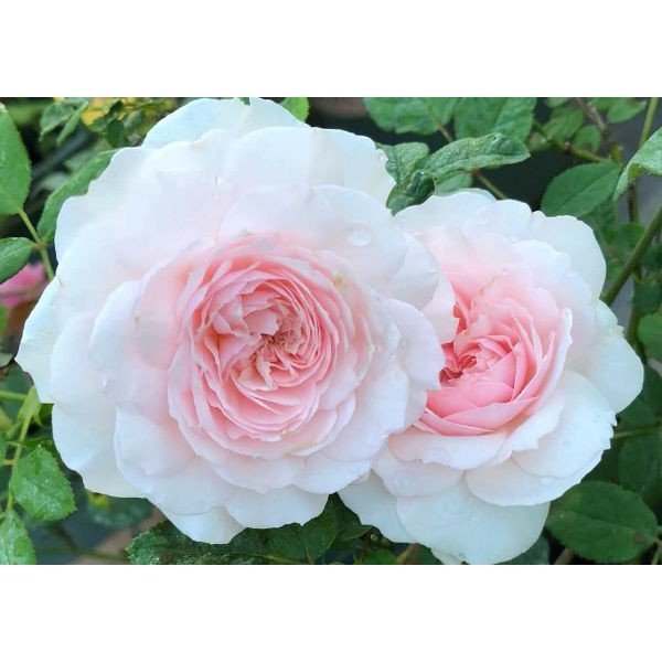 [FREESHIP - Xả Khô Máu] Chậu giống hoa hồng Nhật Misaki