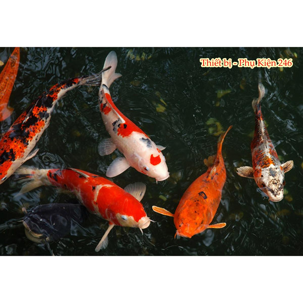 Thức ăn cá cảnh giúp Cá khỏe đẹp Shanghai 500gram