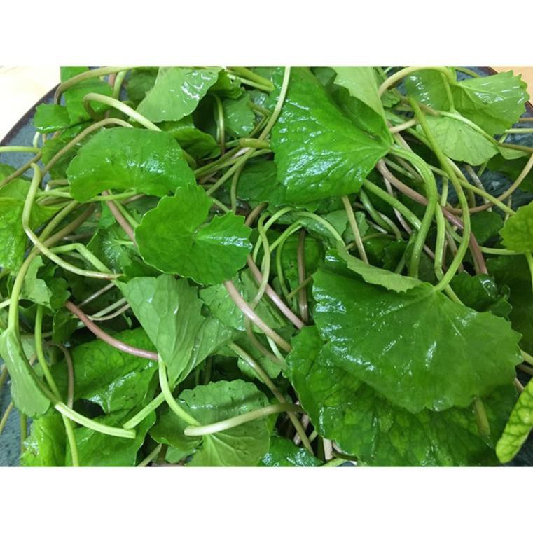 Hạt giống rau má lá nhỏ 1gram