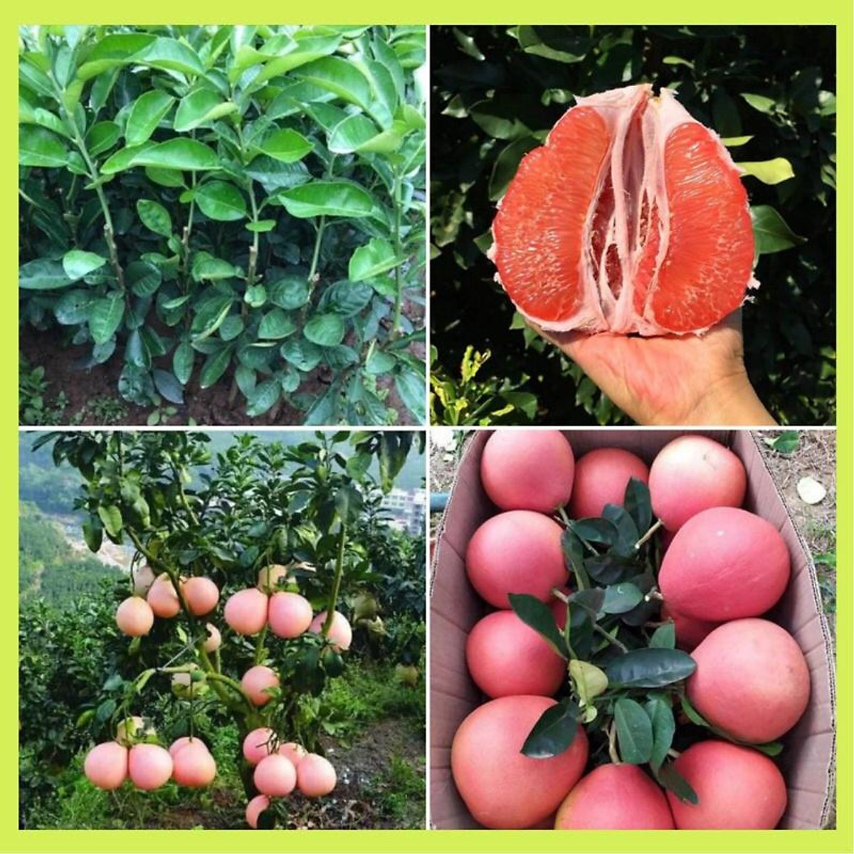 Cây giống bưởi đỏ Phúc Kiến-Bưởi Tiến Vua