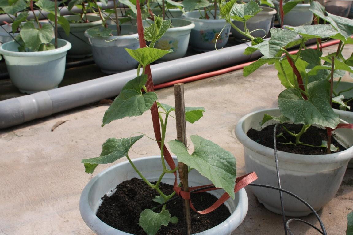 Hạt Giống Dưa Lưới Xanh 10 Hạt