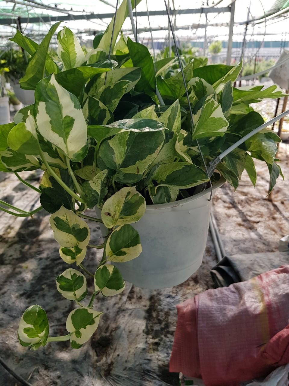 Trầu Bà Ngọc Thuỷ - Cây Cảnh Chậu Treo