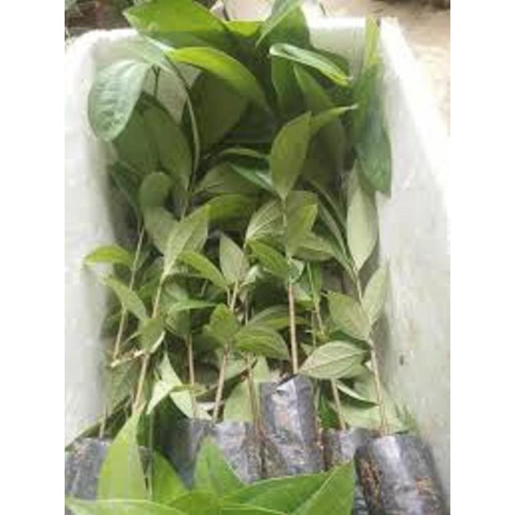 Combo 5 cây quế giống - hàng cây giống to khỏe đẹp