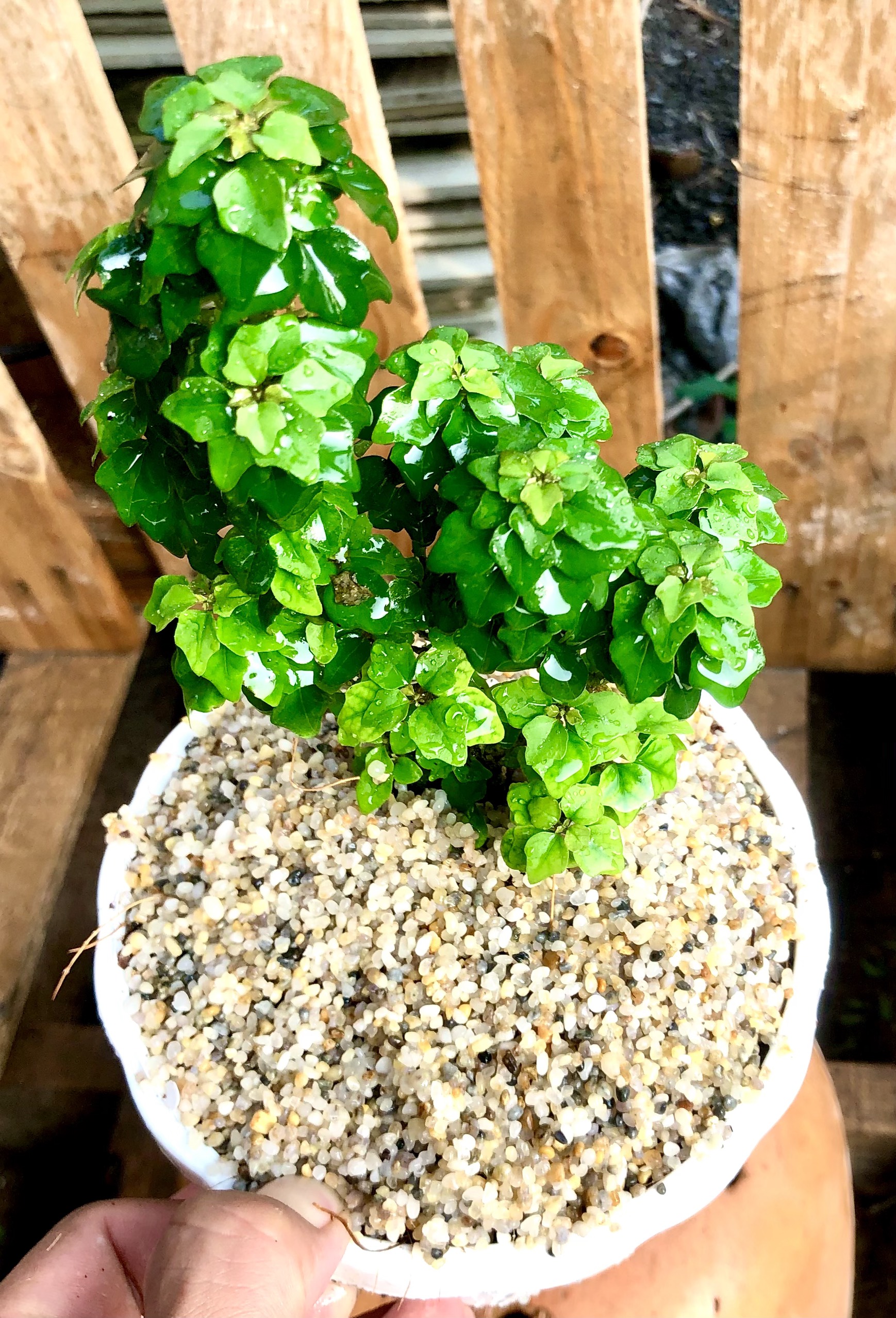 Chậu cây Tu Hú