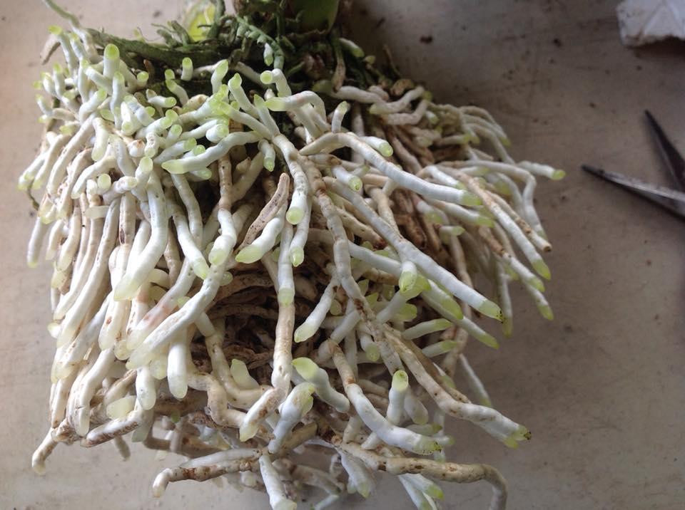 vitamin B1 Thái ( có hướng dẫn tiếng Việt)