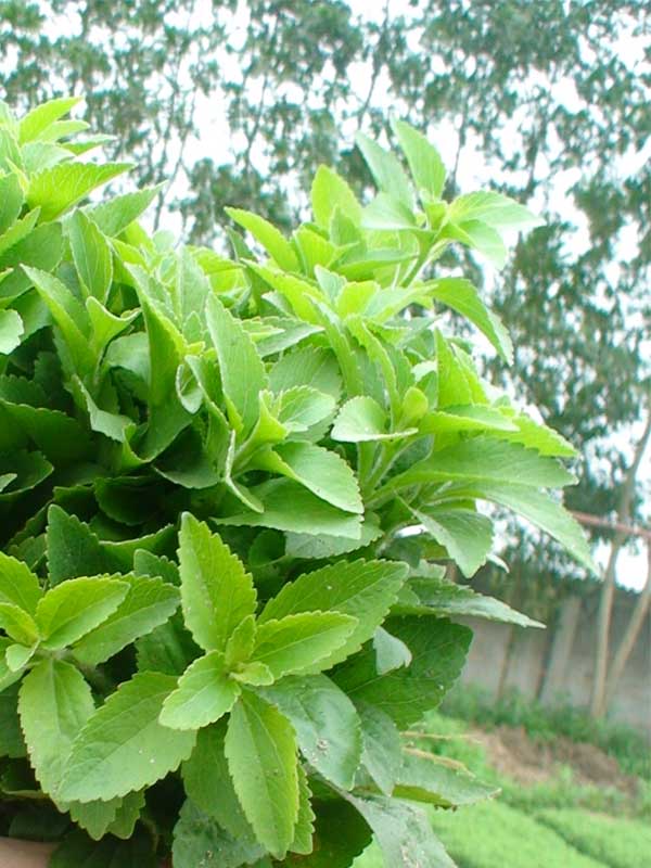 "Gói 5 "Hạt giống cây cỏ ngọt [Seeds]