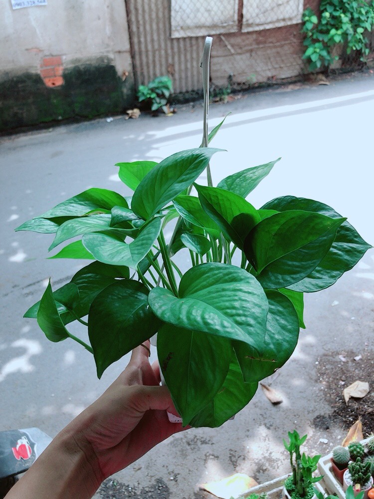 Trầu Bà Thái