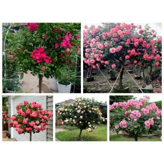 Hạt giống Hoa hồng cây (hồng thân gỗ)
