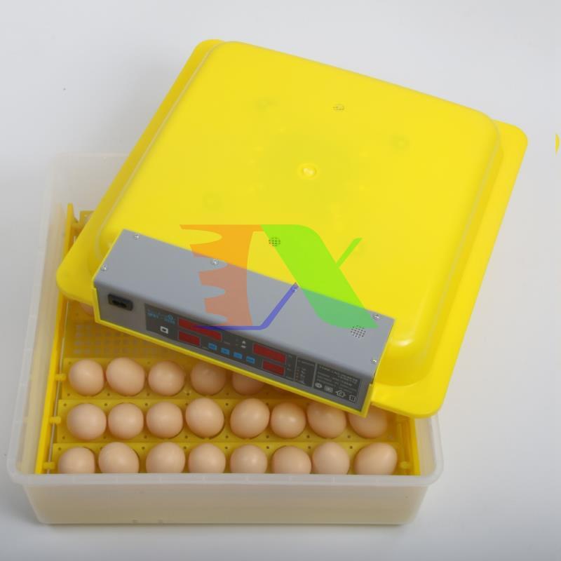 Incubator chicken eggs, duck eggs, Bird, Dove (56)