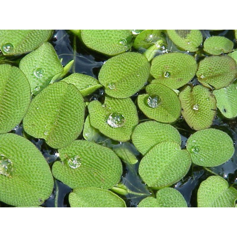 5 khóm bèo vảy ốc ( bèo ong) size đại
