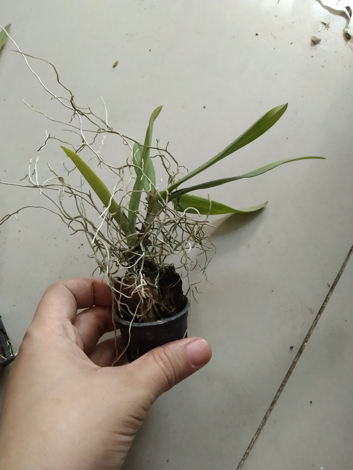 Vũ nữ Peru trưởng thành sắp hoa