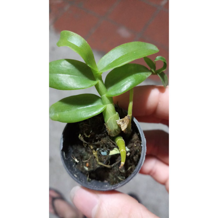 lan phi điệp tím cây giống