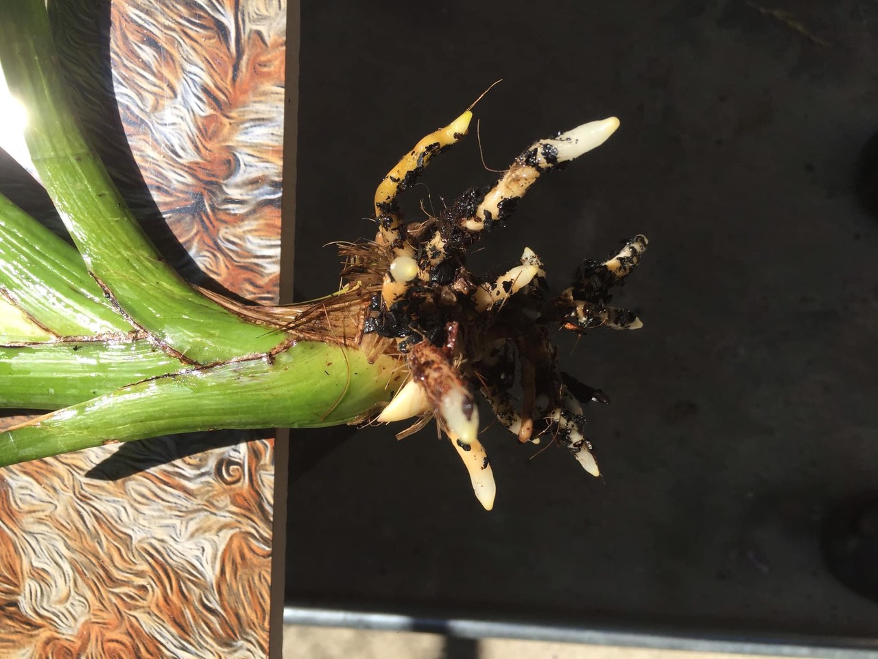 Giá thể vỏ LẠC hun gói 1 kg thích hợp trồng hoa lan kiếm địa lan