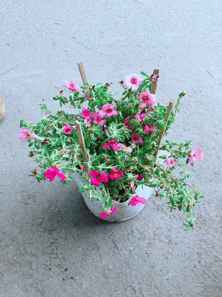 Hoa Mười Giờ Giống Mới
