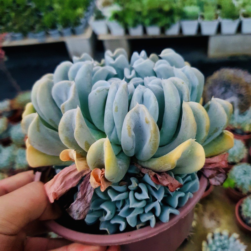 SEN ĐÁ HOA CÚC SIZE LỚN SIÊU KHOẺ ĐẸP LỖI 1 ĐỔI 1