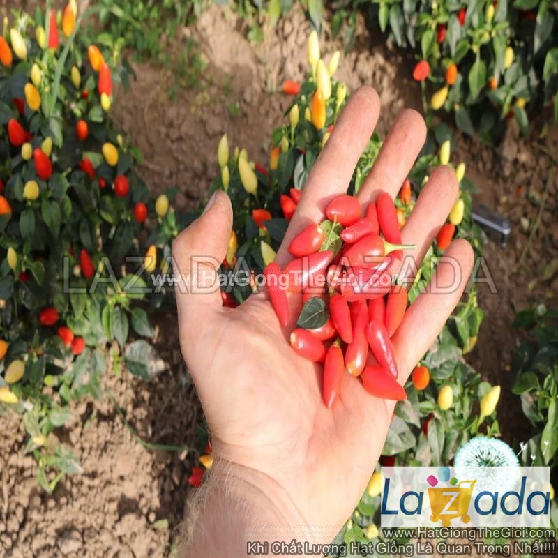 100.HAT Hạt Giống Ớt Ngũ Sắc Chỉ Thiên TG220 (KL| B51*W43)