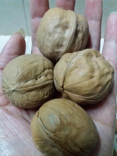 Combo 2 kg óc chó Sa pa quả to